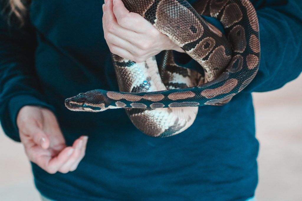Slithering into Betsy Clara! Slithering into Betsy Clara! Betsy Clara House